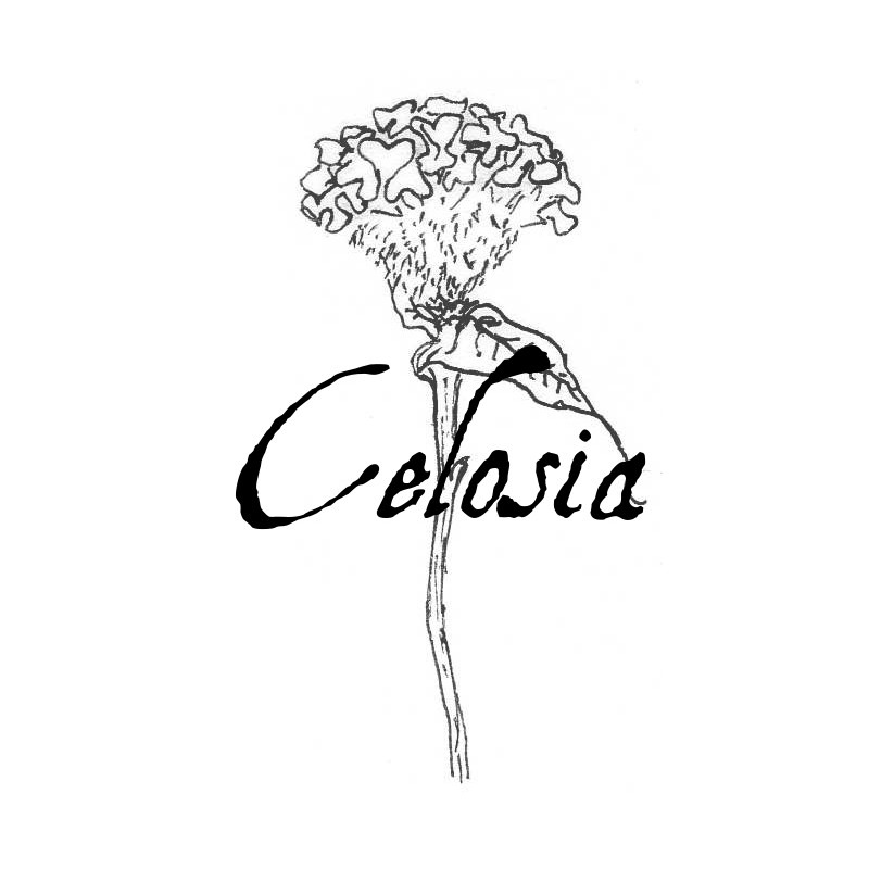 celosia2