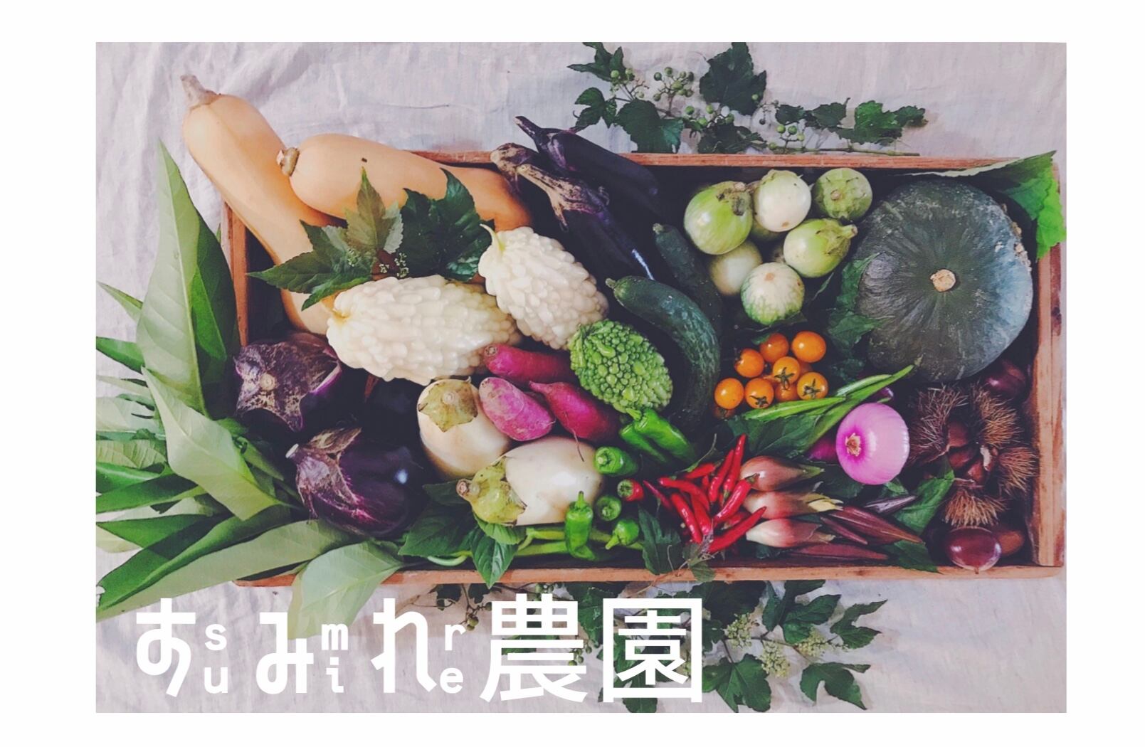春の七草セット1パック | すみれ農園 春の七草セット1パック | すみれ農園