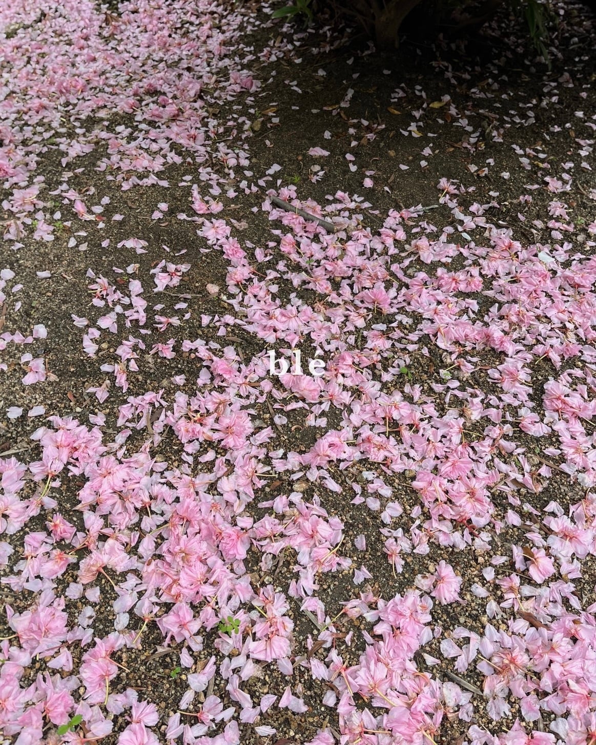 b l e