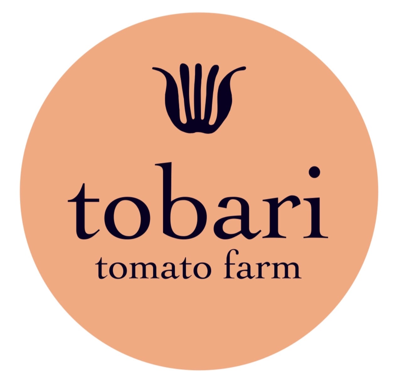 tobari tomato farm
