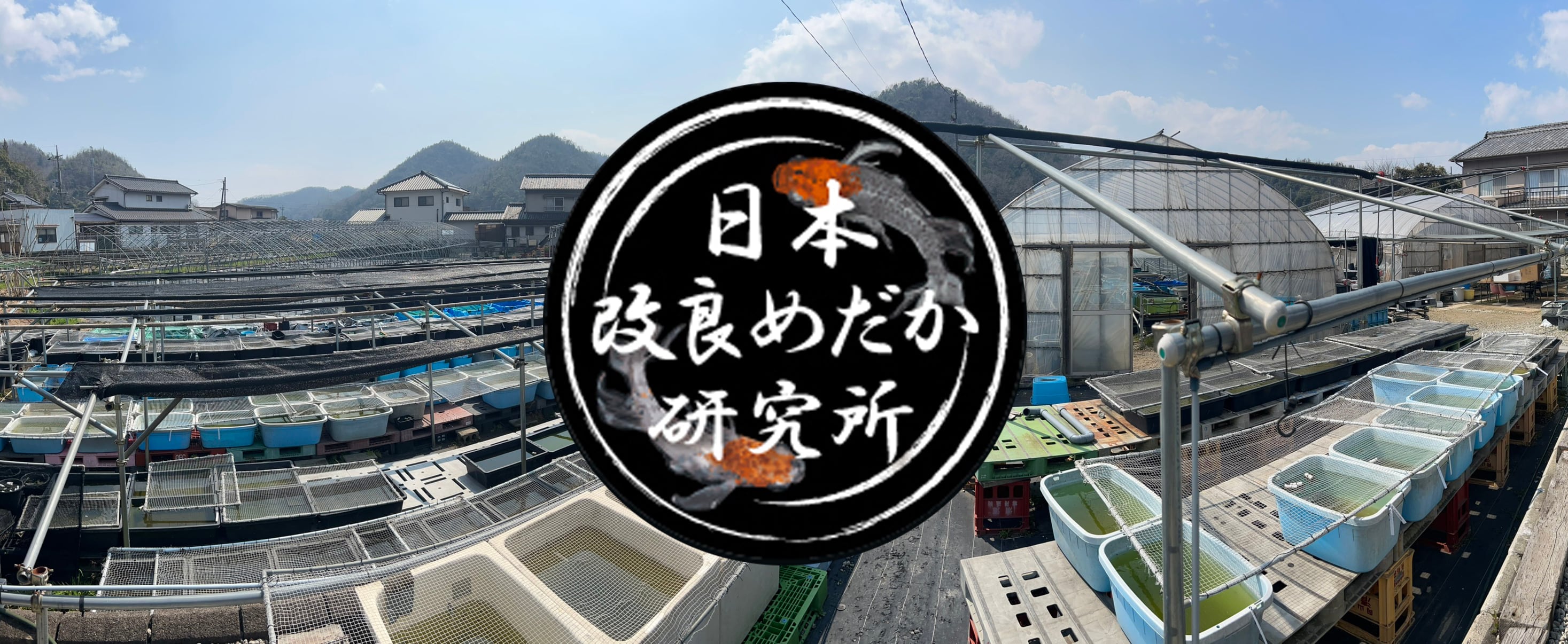 日本改良めだか研究所