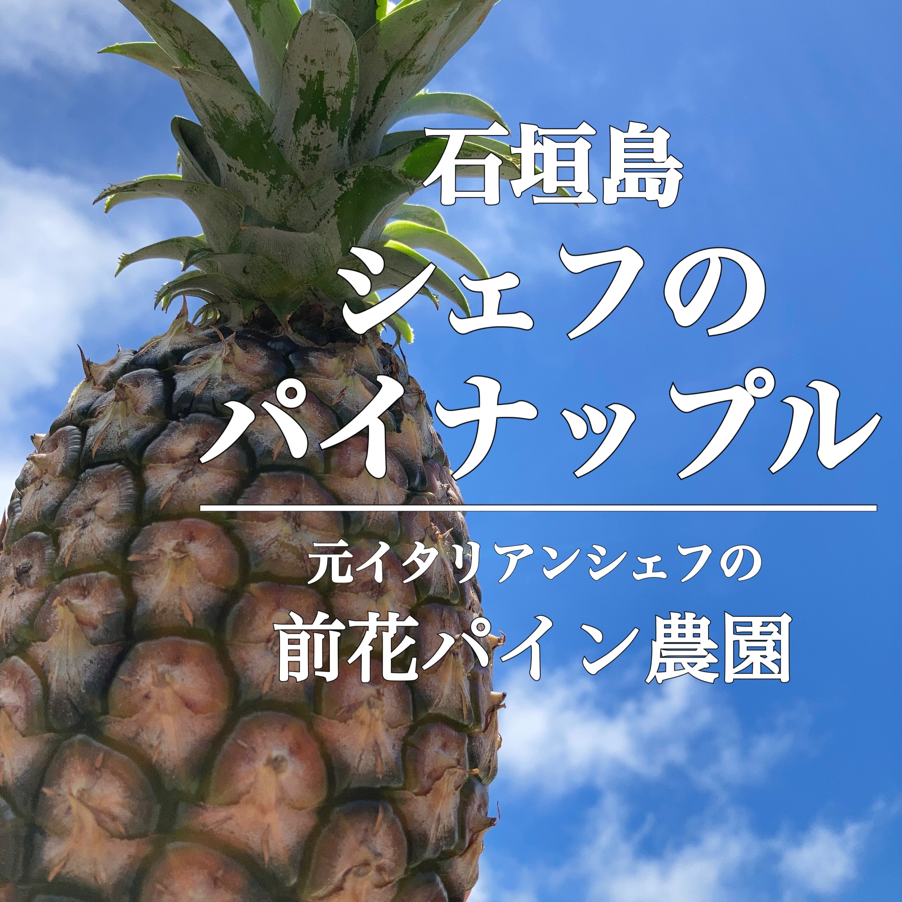 石垣島　前花パイン農園