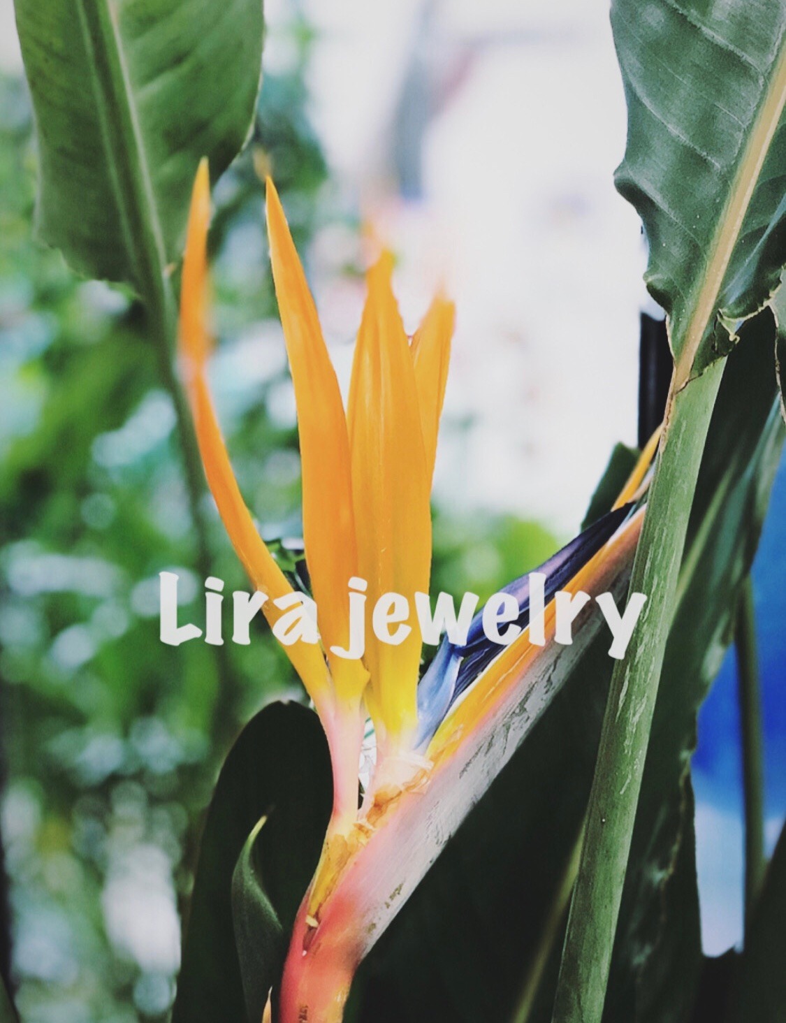 Lira jewelry