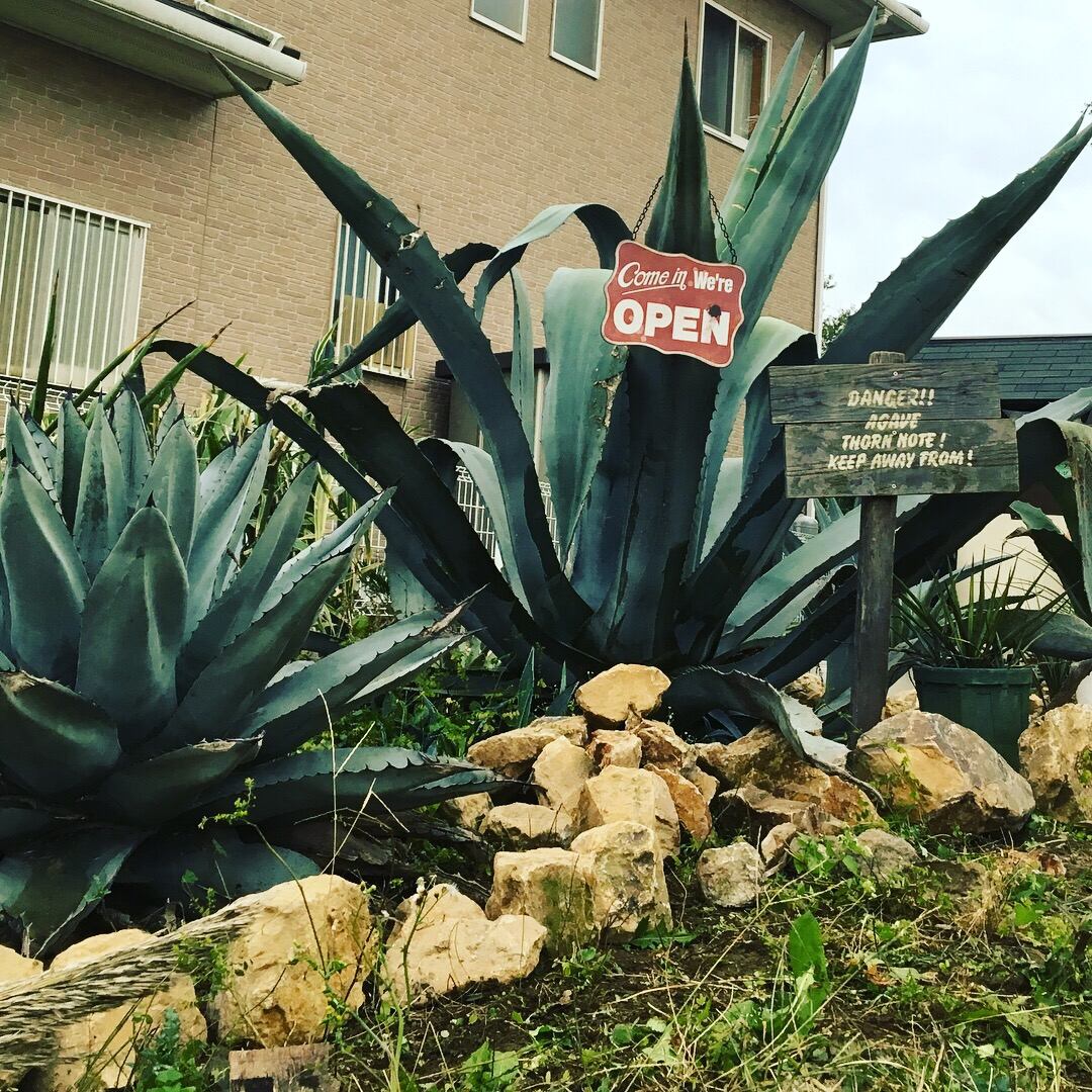 アガベ サイザラーナ ベガスストリップ カトーエンゲー 33