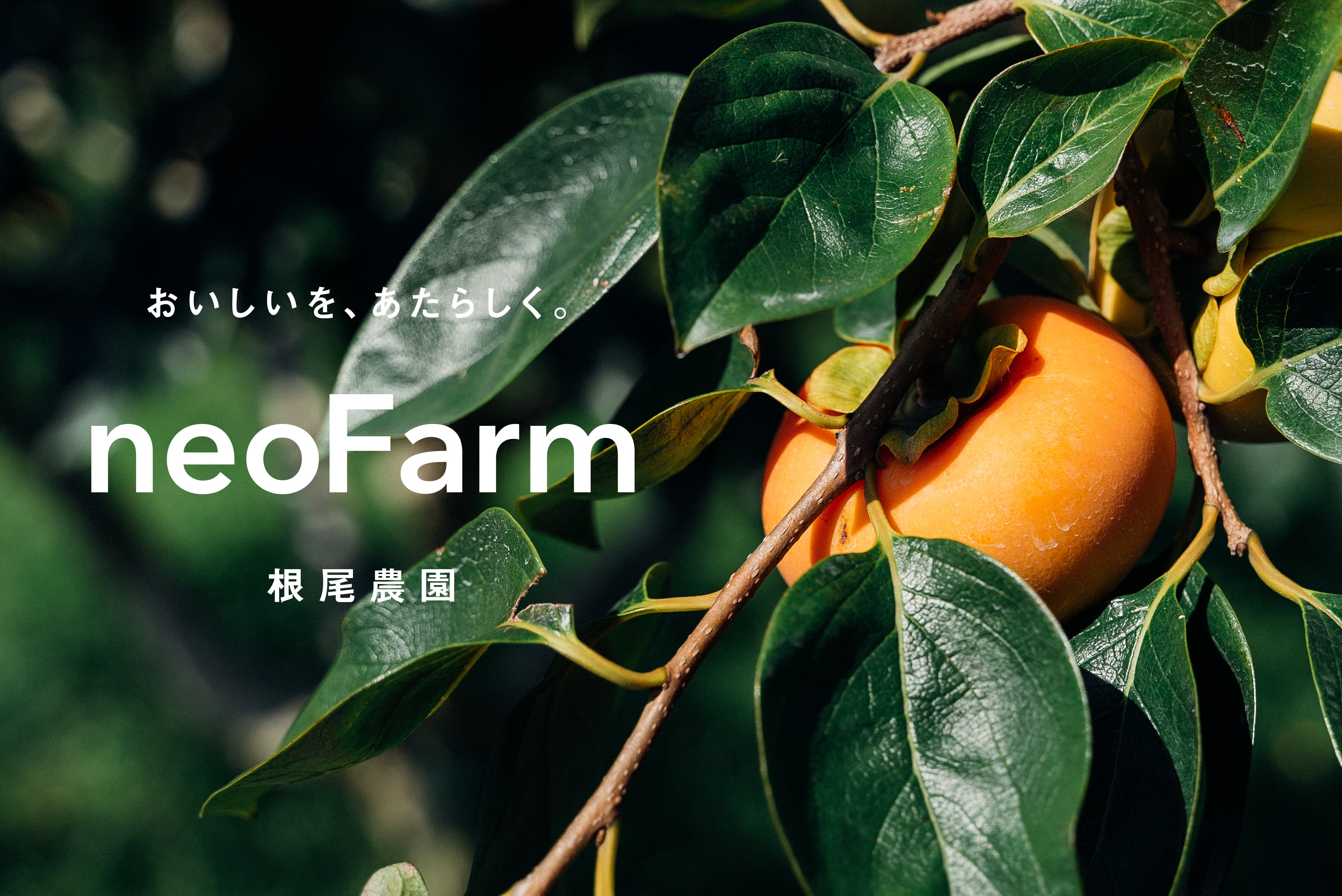 neoFarm　富有柿・岐阜県・産地直送