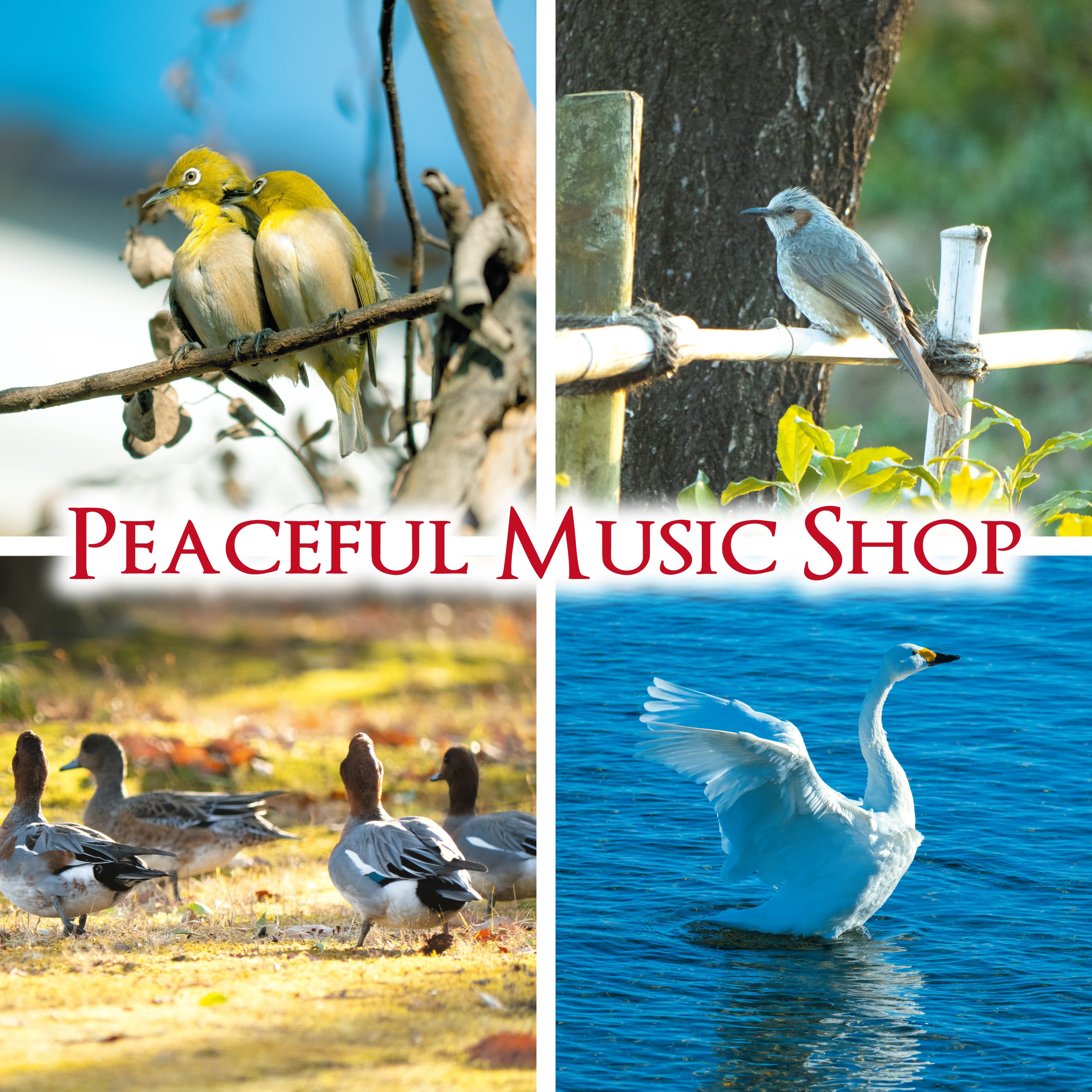 ピースフルミュージックショップ｜ヒーリングミュージックCD・楽譜