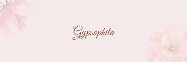 Gypsophila 