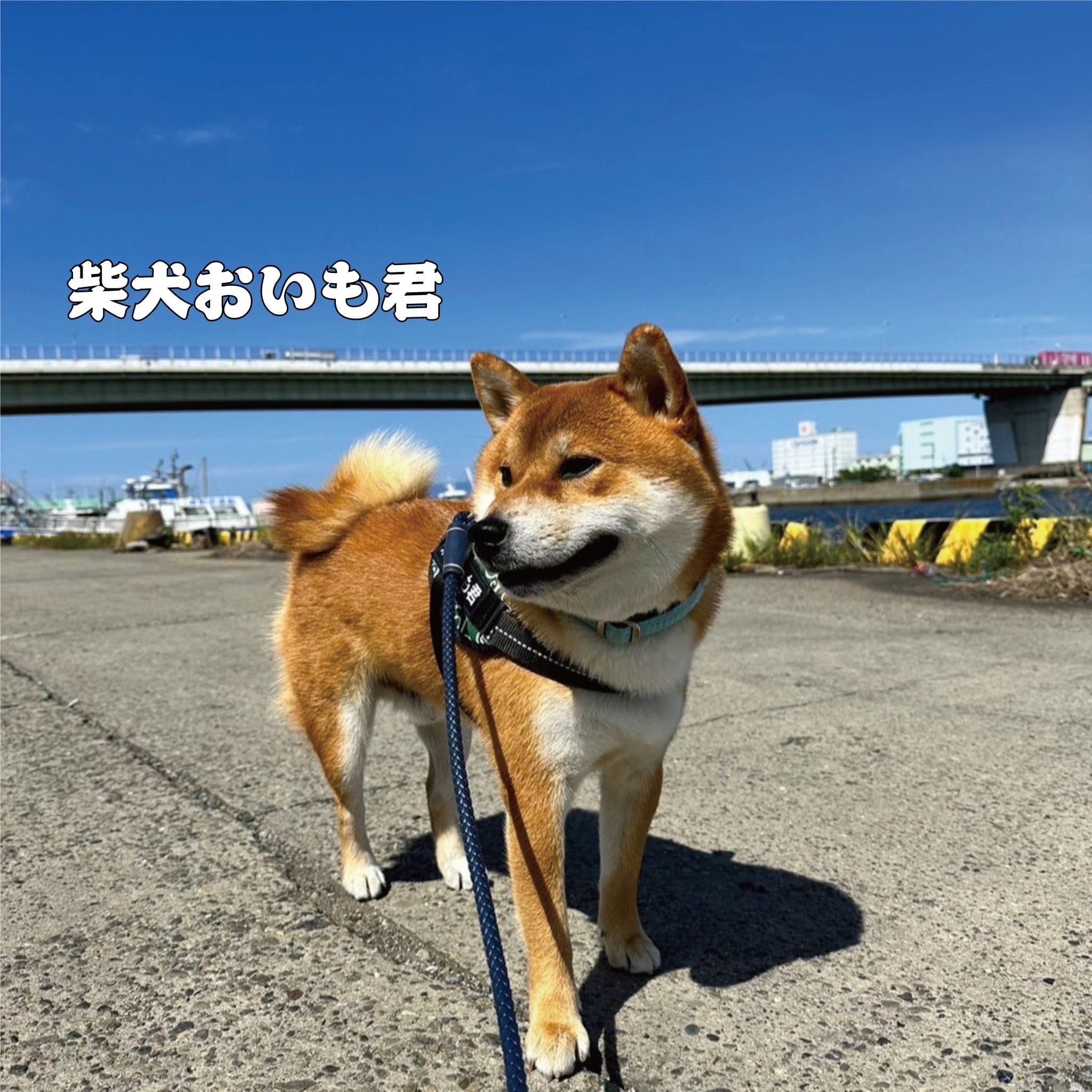 柴犬おいも君