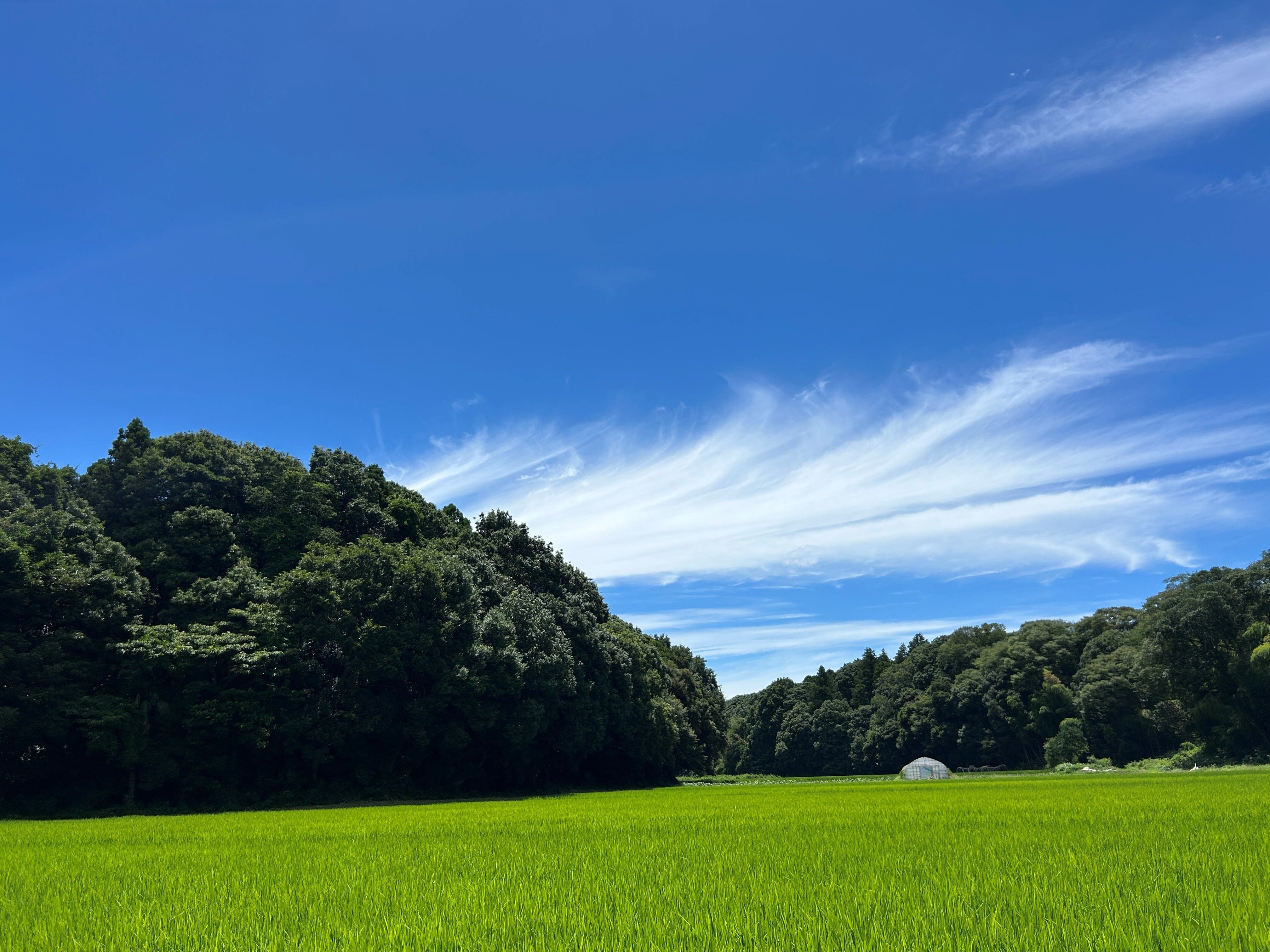 EGUCHI RICE FARM 