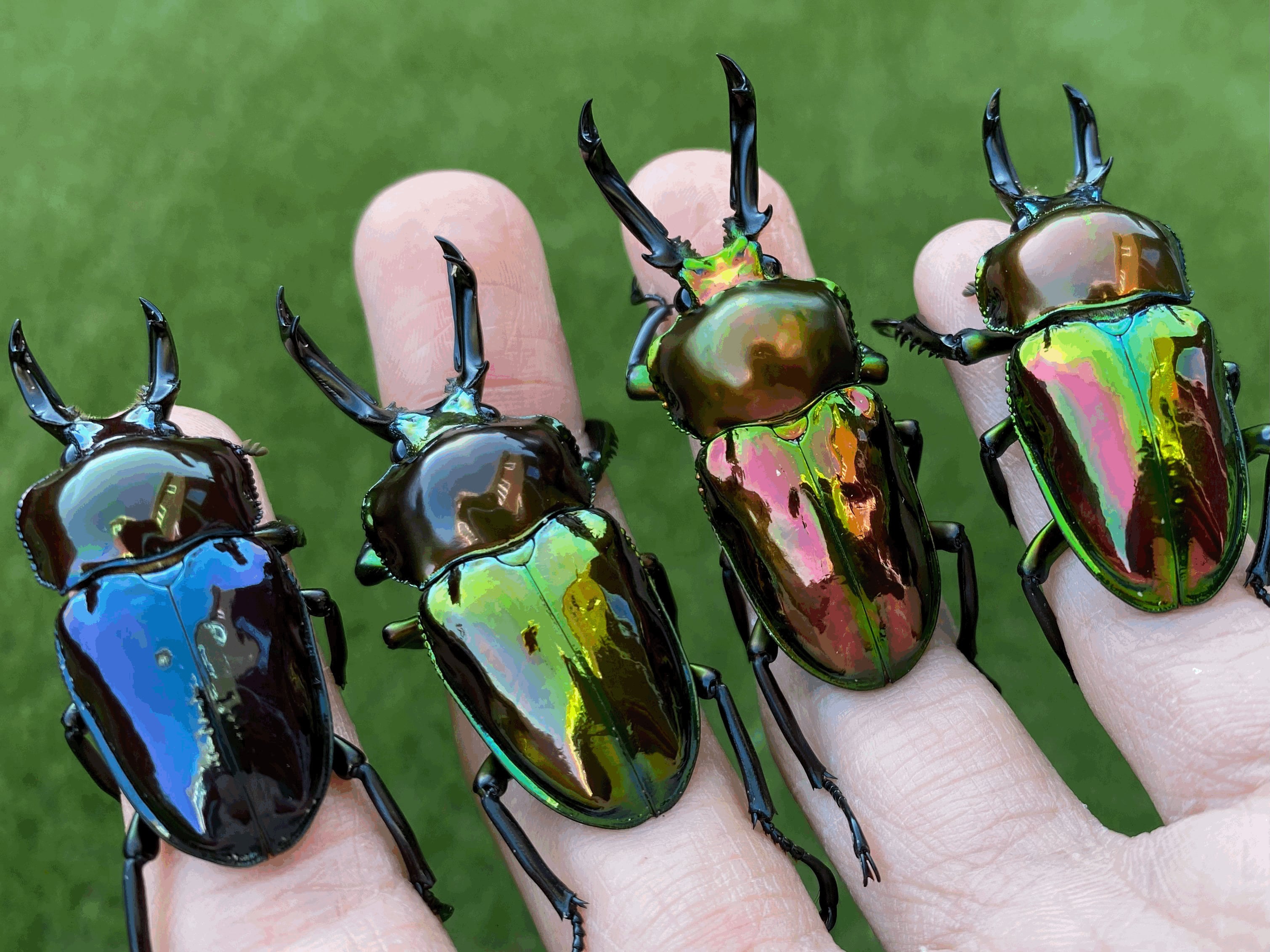 標本 デーモンニジダイコクコガネ 3頭セット 【公式通販】