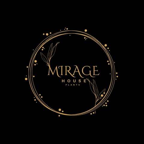 観葉植物　Mirage