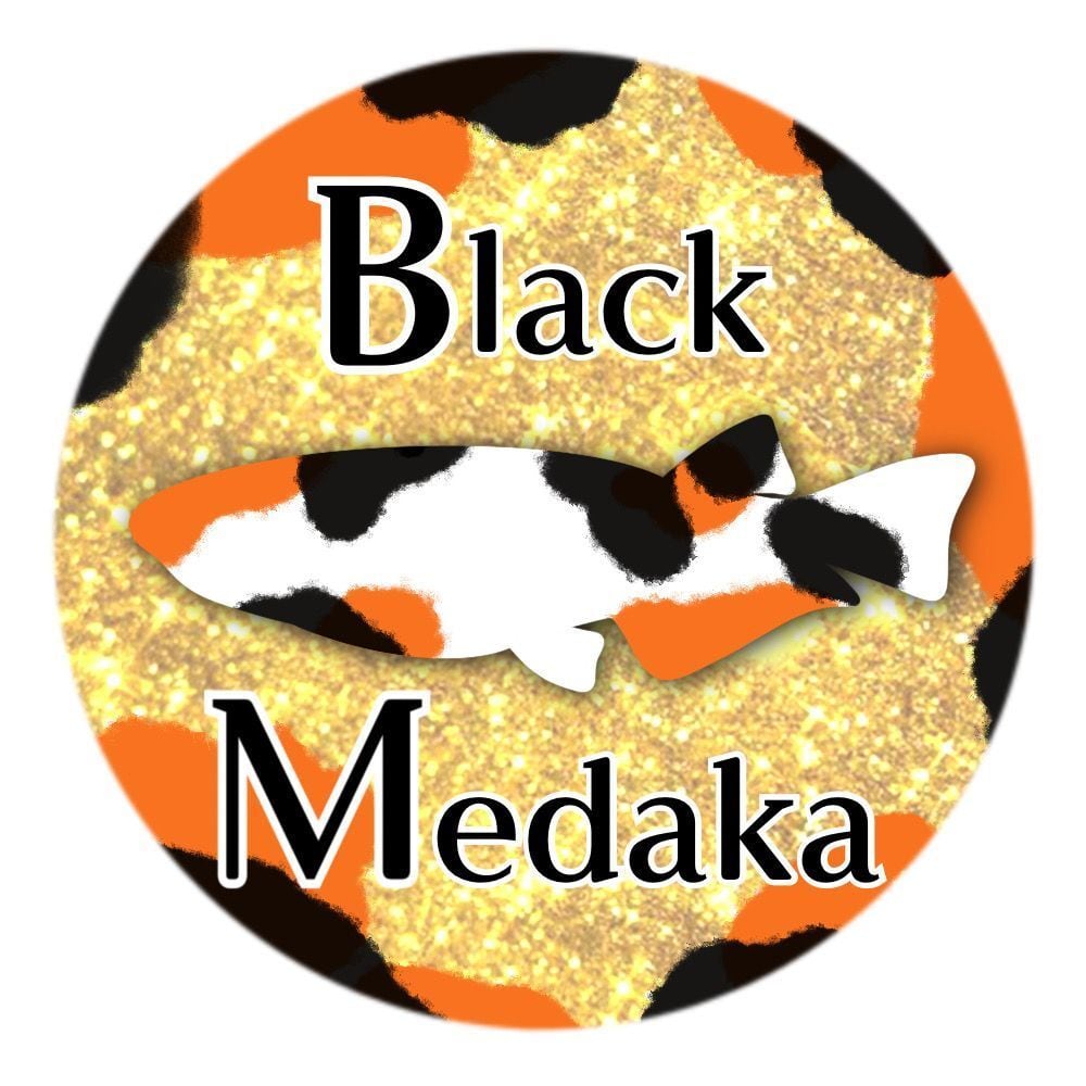 ブラックメダカ