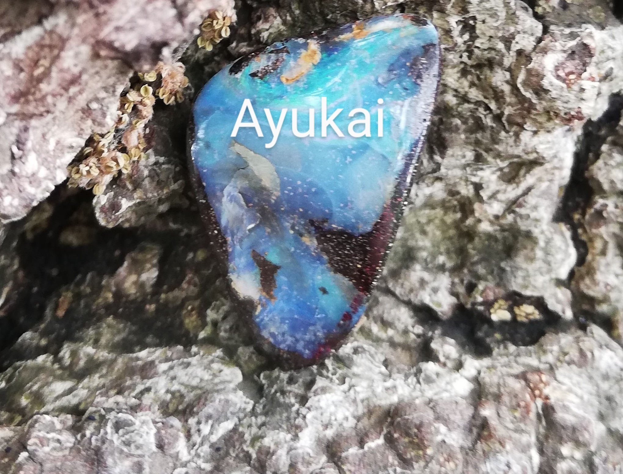 ayukai