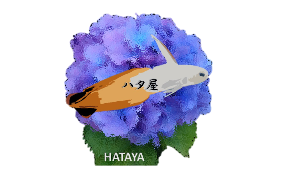 ハタ屋Naoki