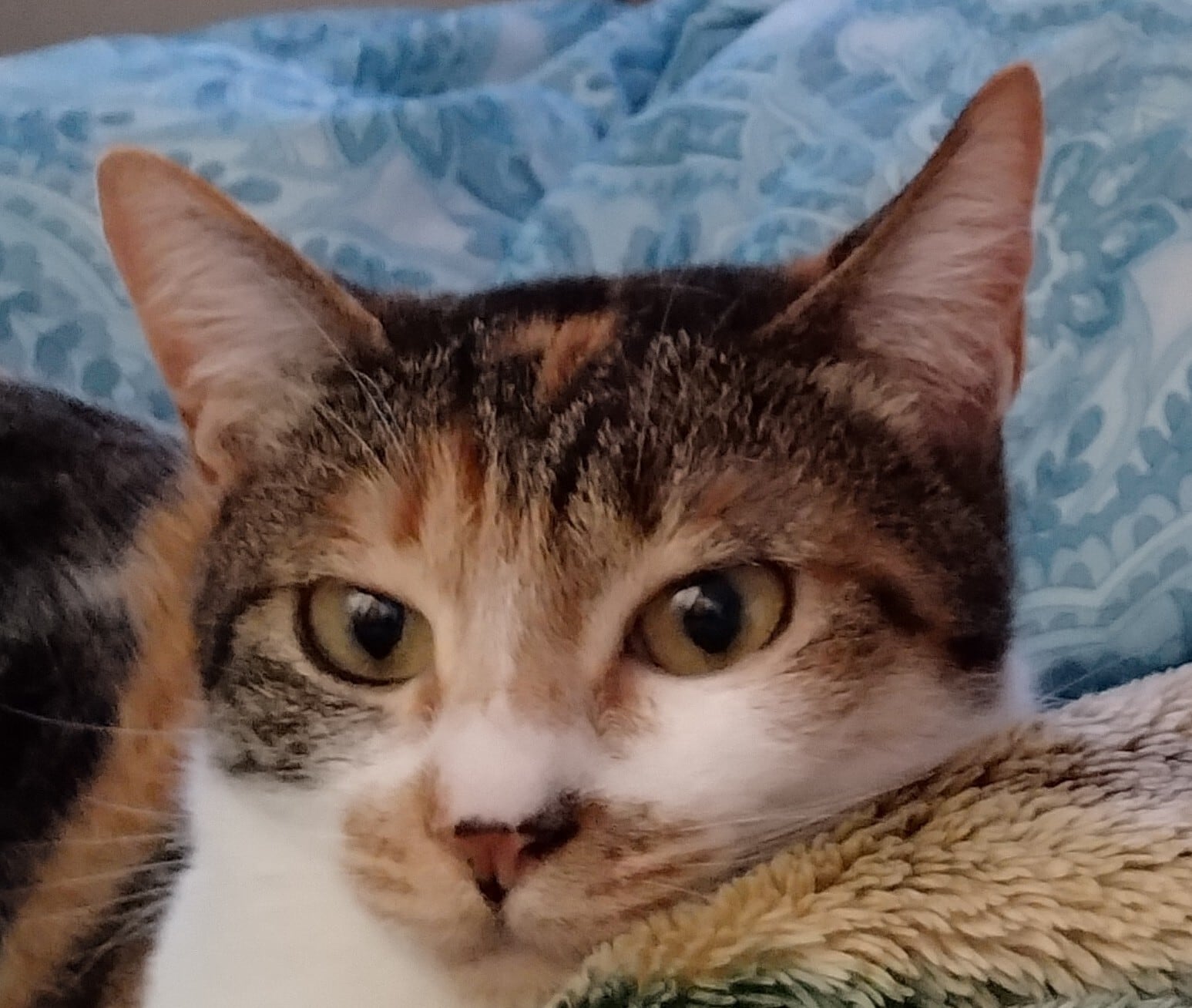 RUKUKEN  By shiroiusagi