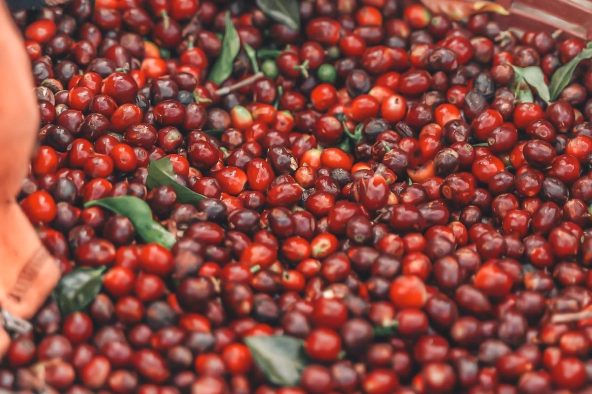 SIRCLE COFFEE ROASTERS