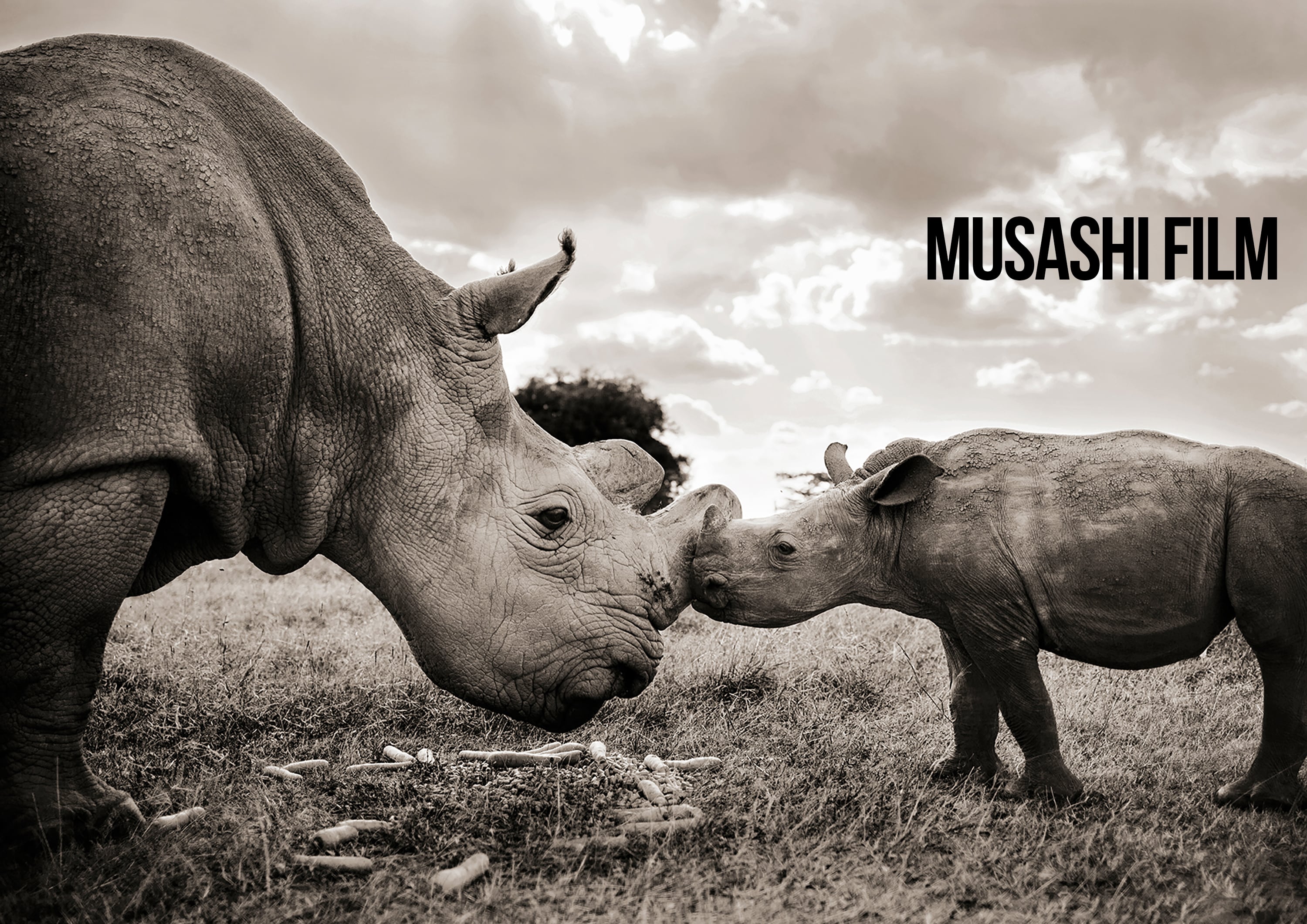 Musashi Film Online Store