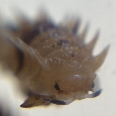 そう ダンゴムシ