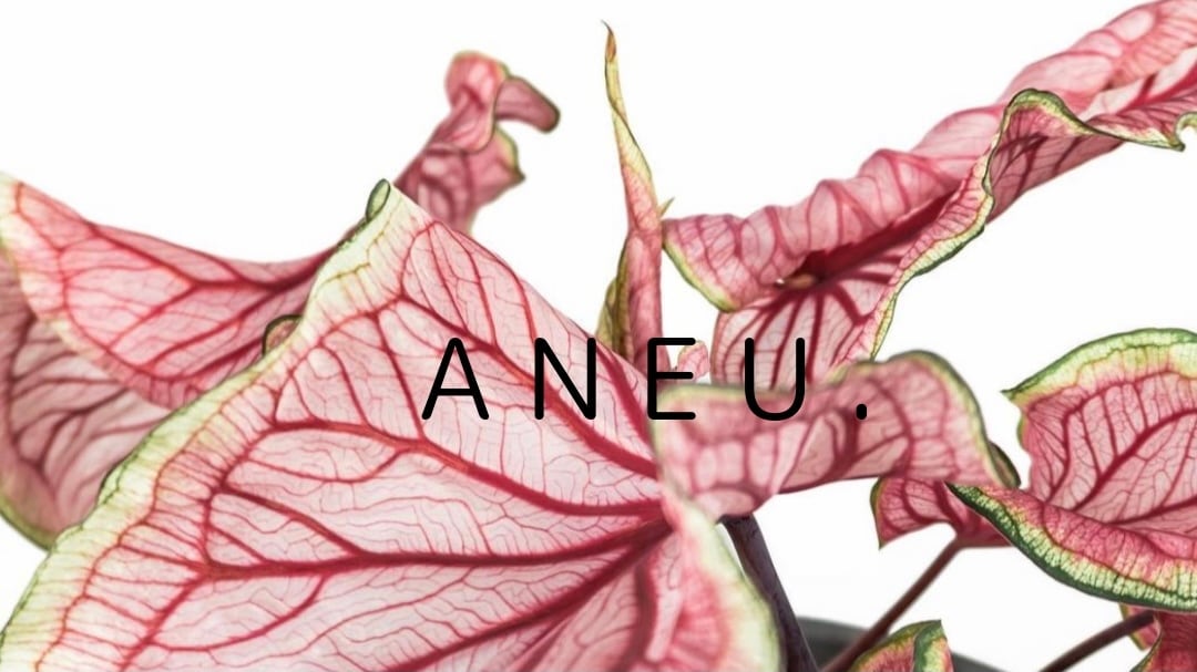 ANEU.