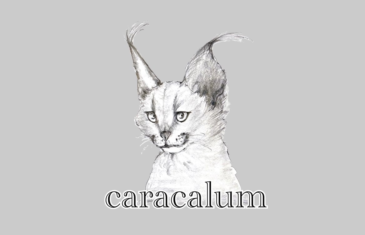 caracalum