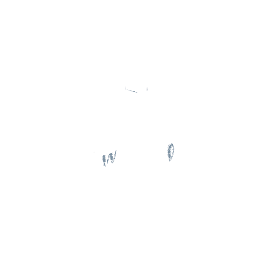 Mirage Coffee ミラージュ・コーヒー