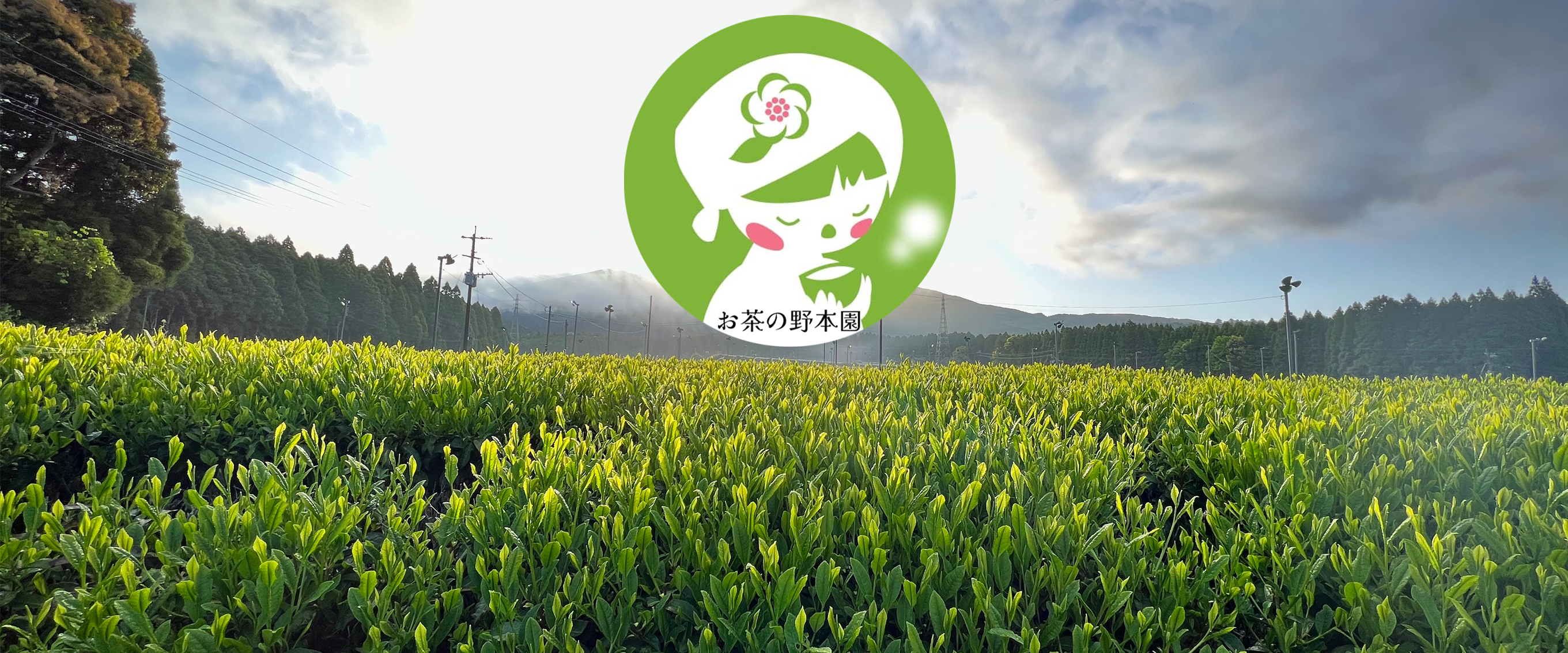 鹿児島県湧水町のお茶農家「お茶の野本園」公式販売サイト