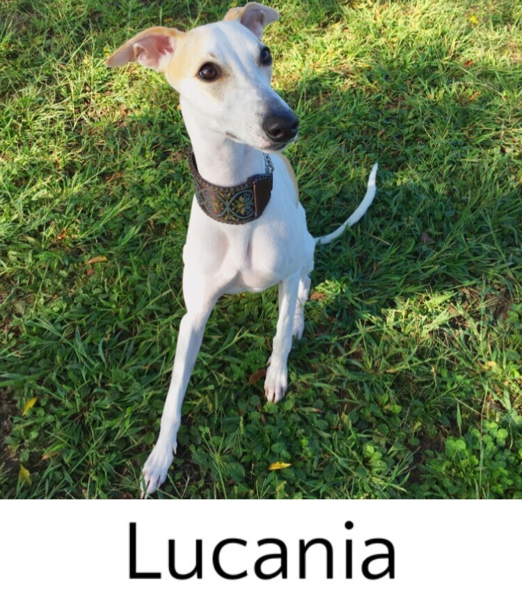 Lucania　サイトハウンドの首輪専門店