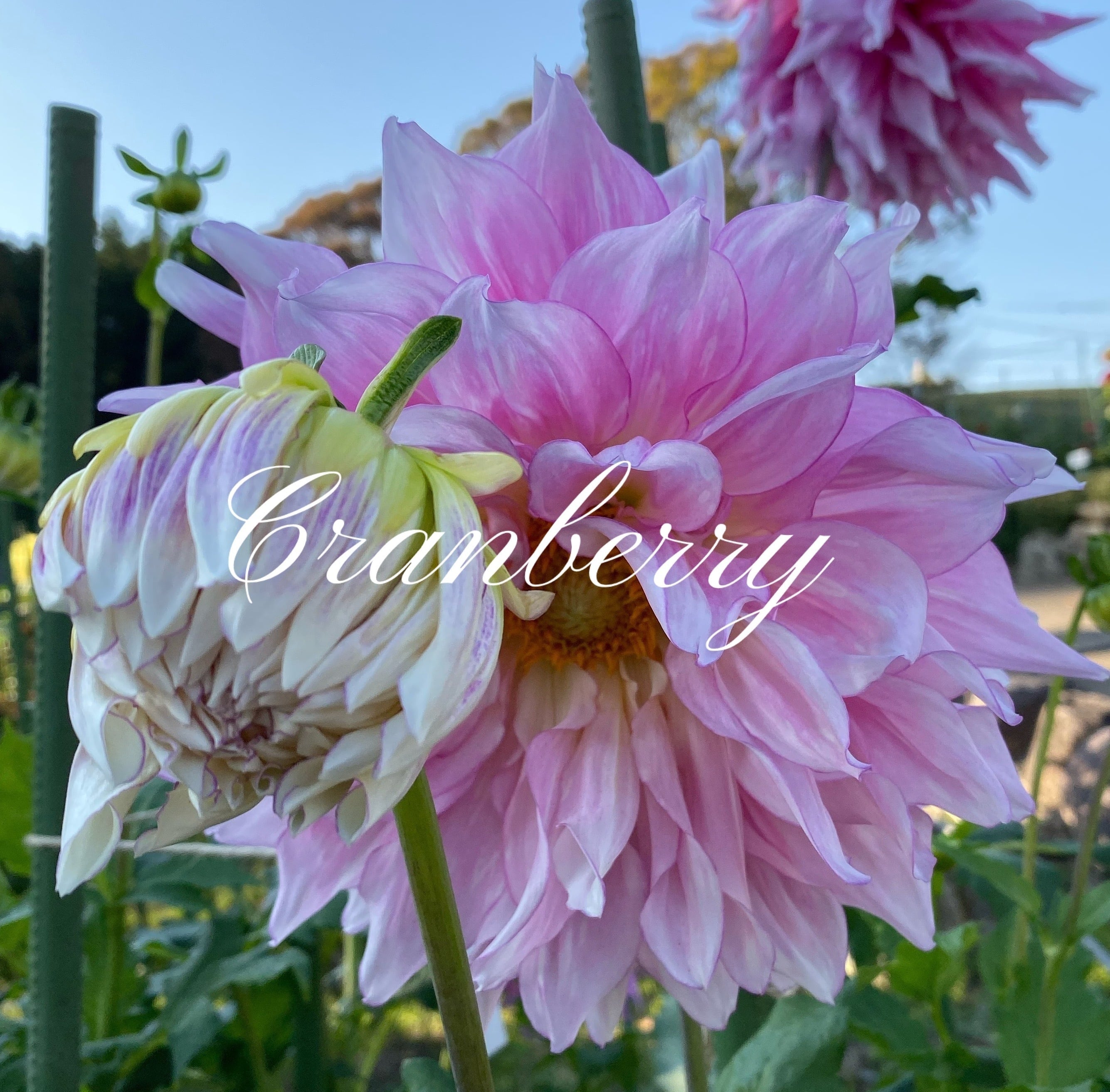 cranberry7