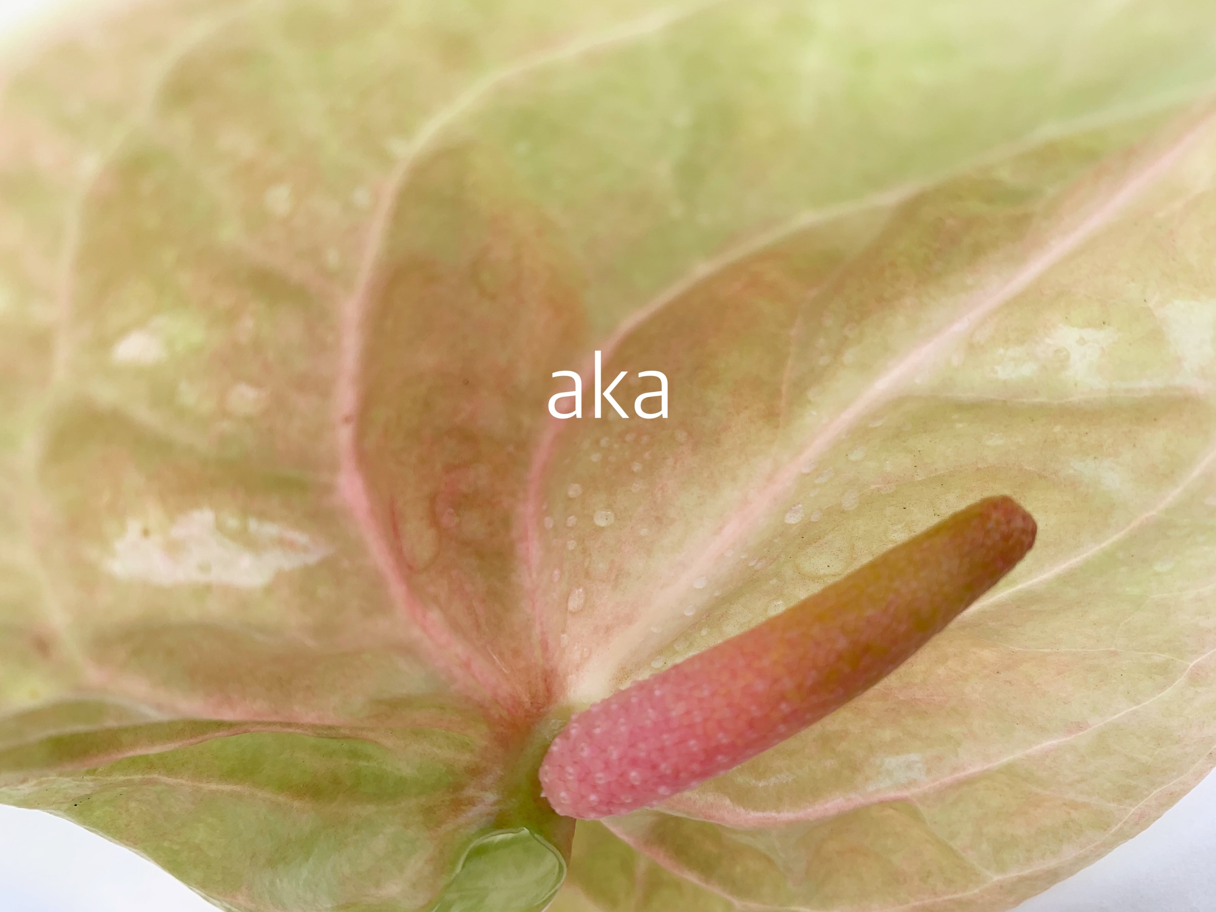 aka -うつわと旅する雑貨屋-