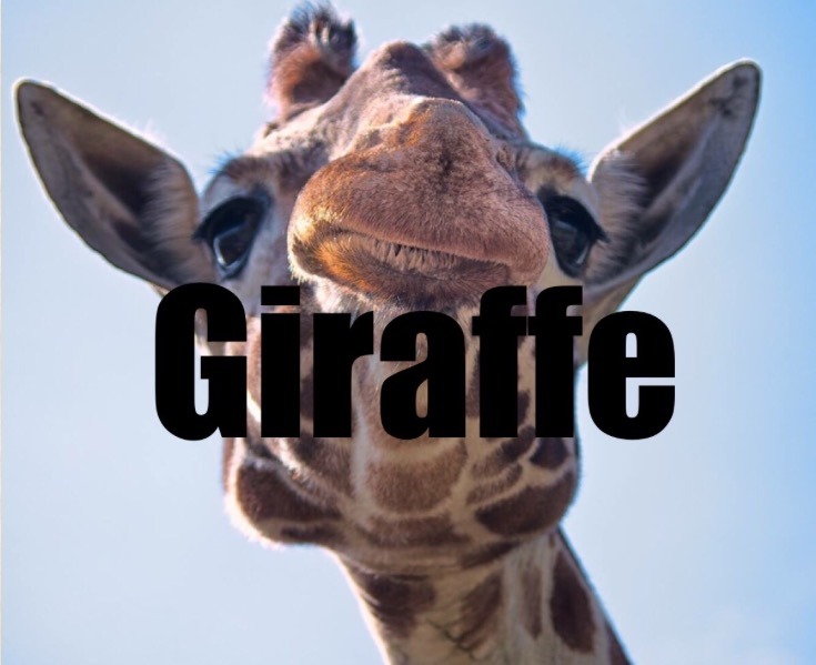 Giraffe