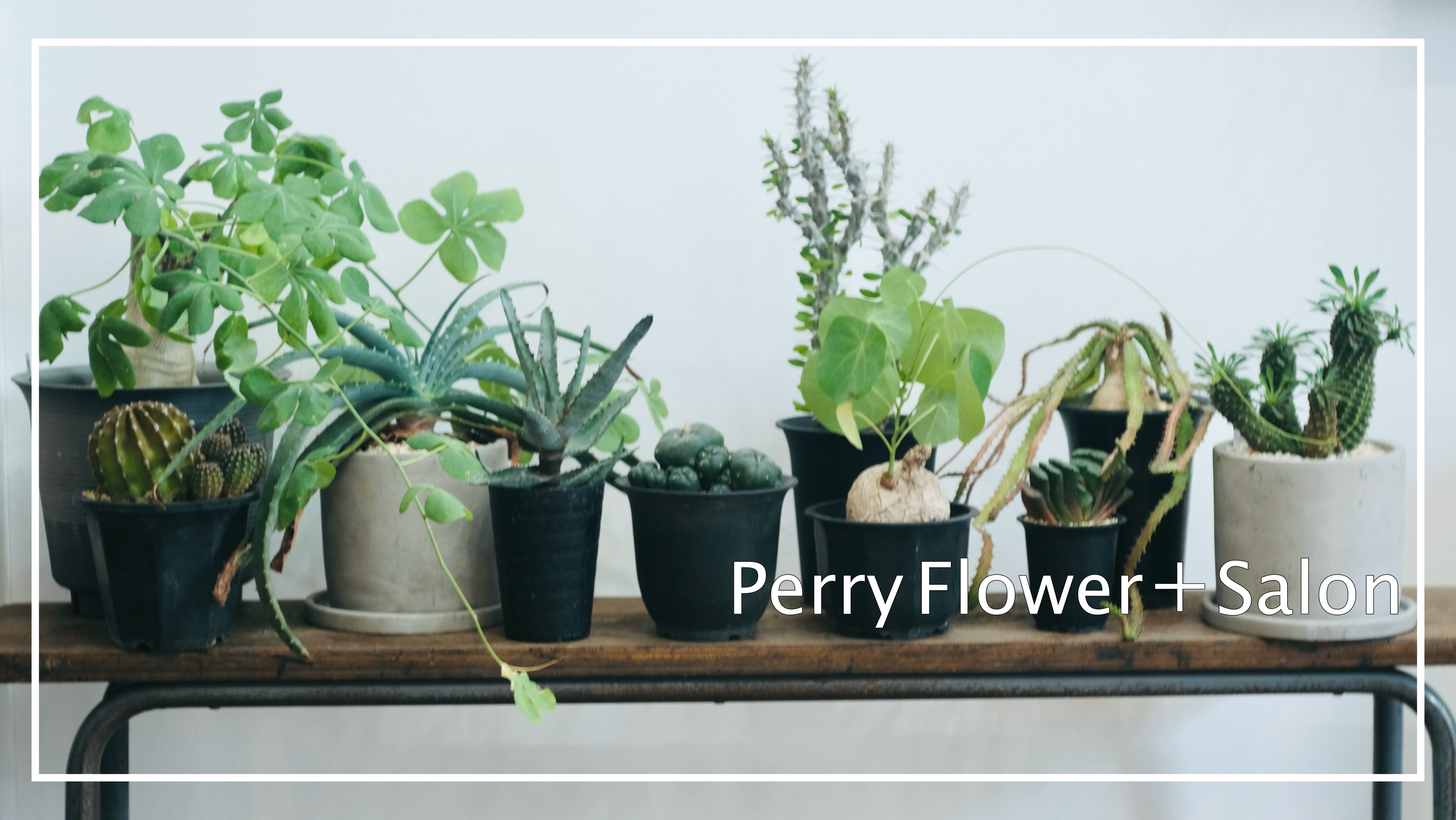 Perry_Plant _FlowerShop | 東京荻窪　ドライフラワー　生花　観葉植物