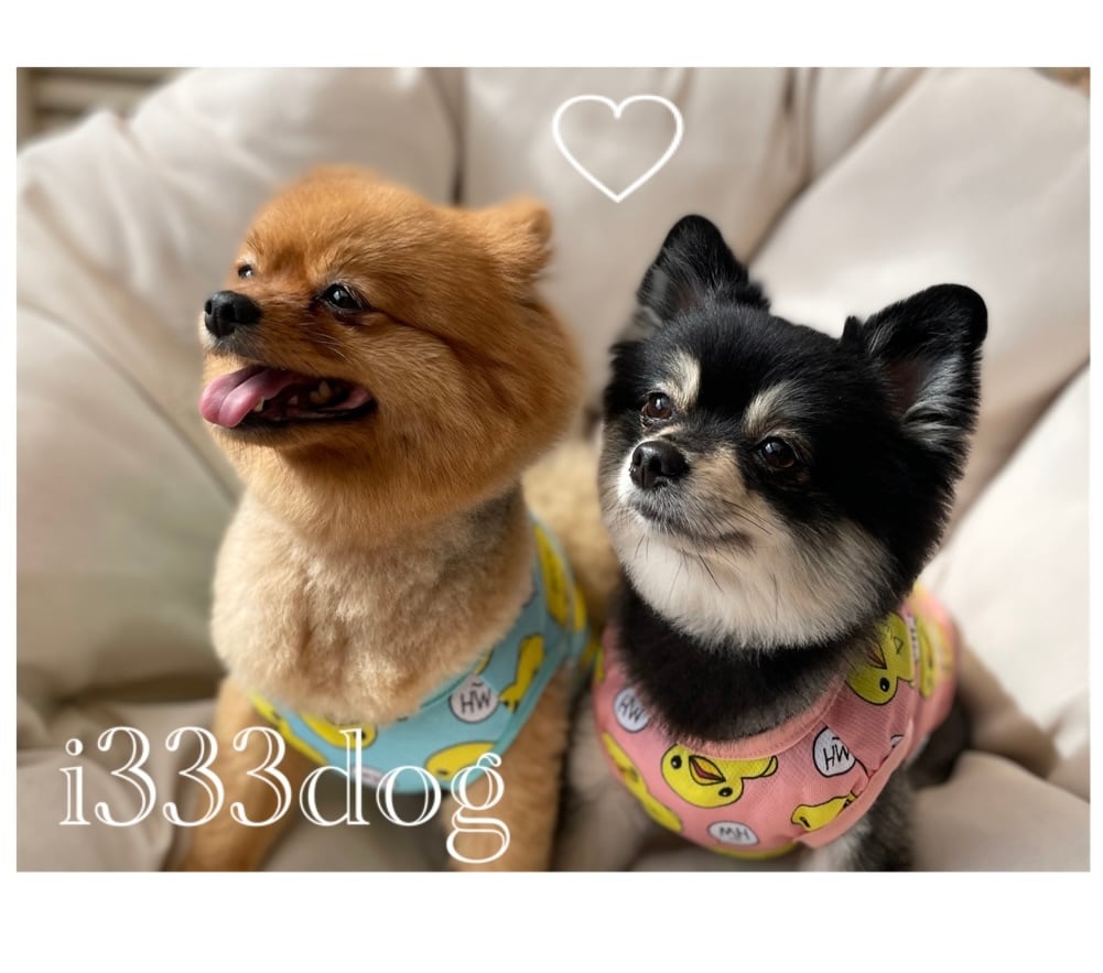 i333dog