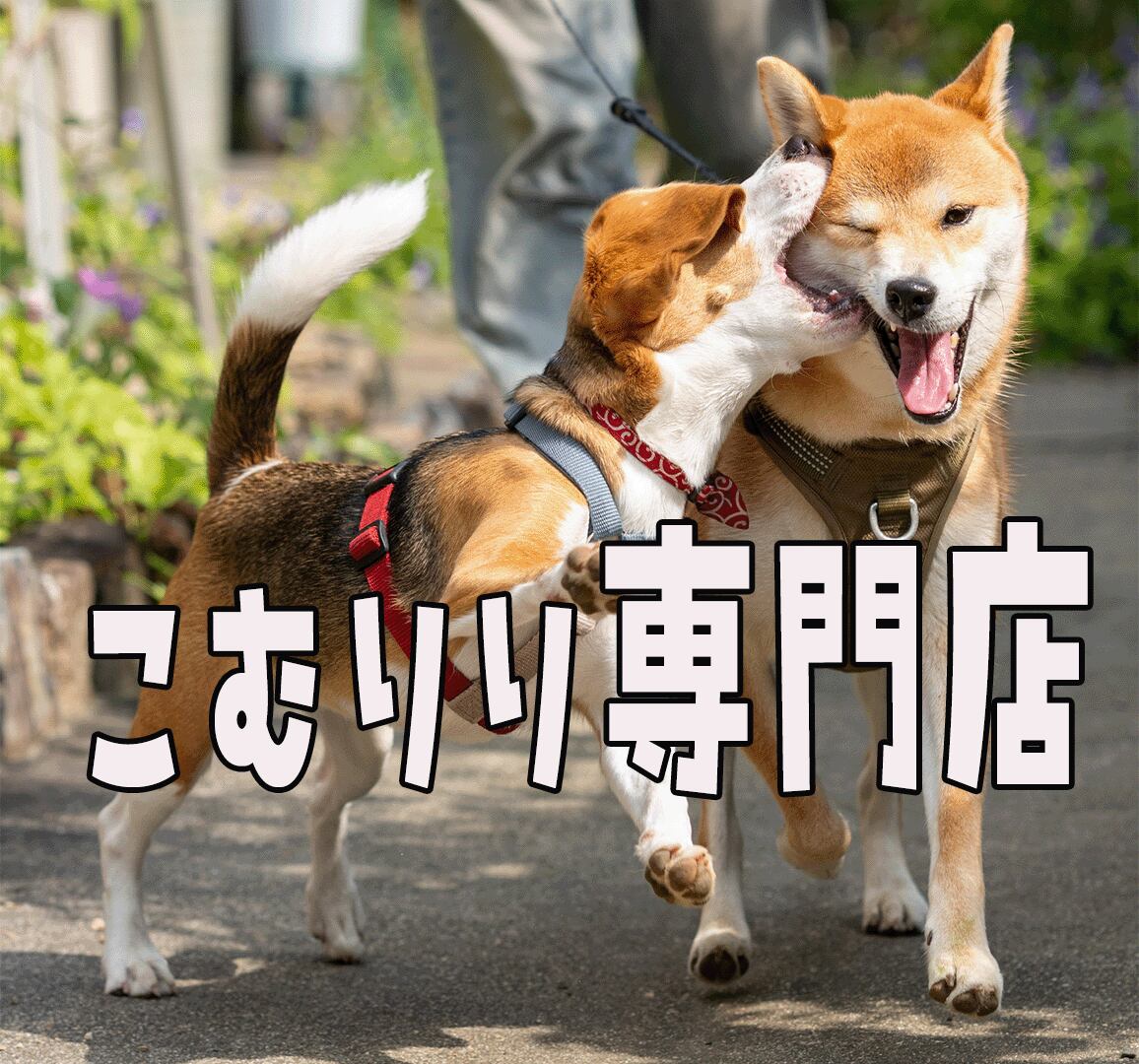 こむりり専門店