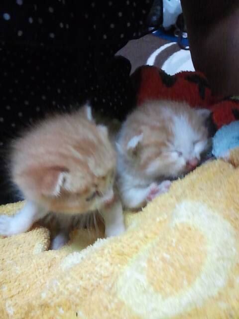 マルシン商会BASE店