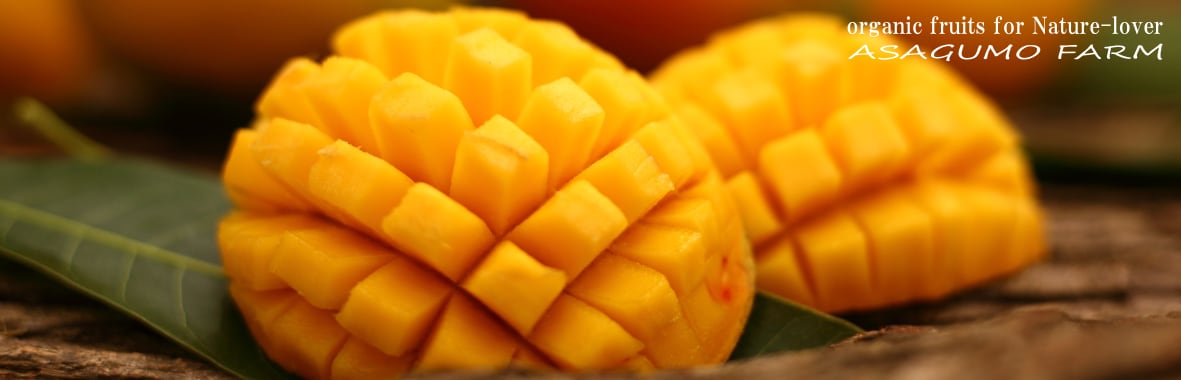 沖縄熱帯果樹栽培農園　朝雲ファーム