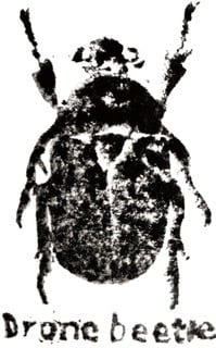 dronebeetle