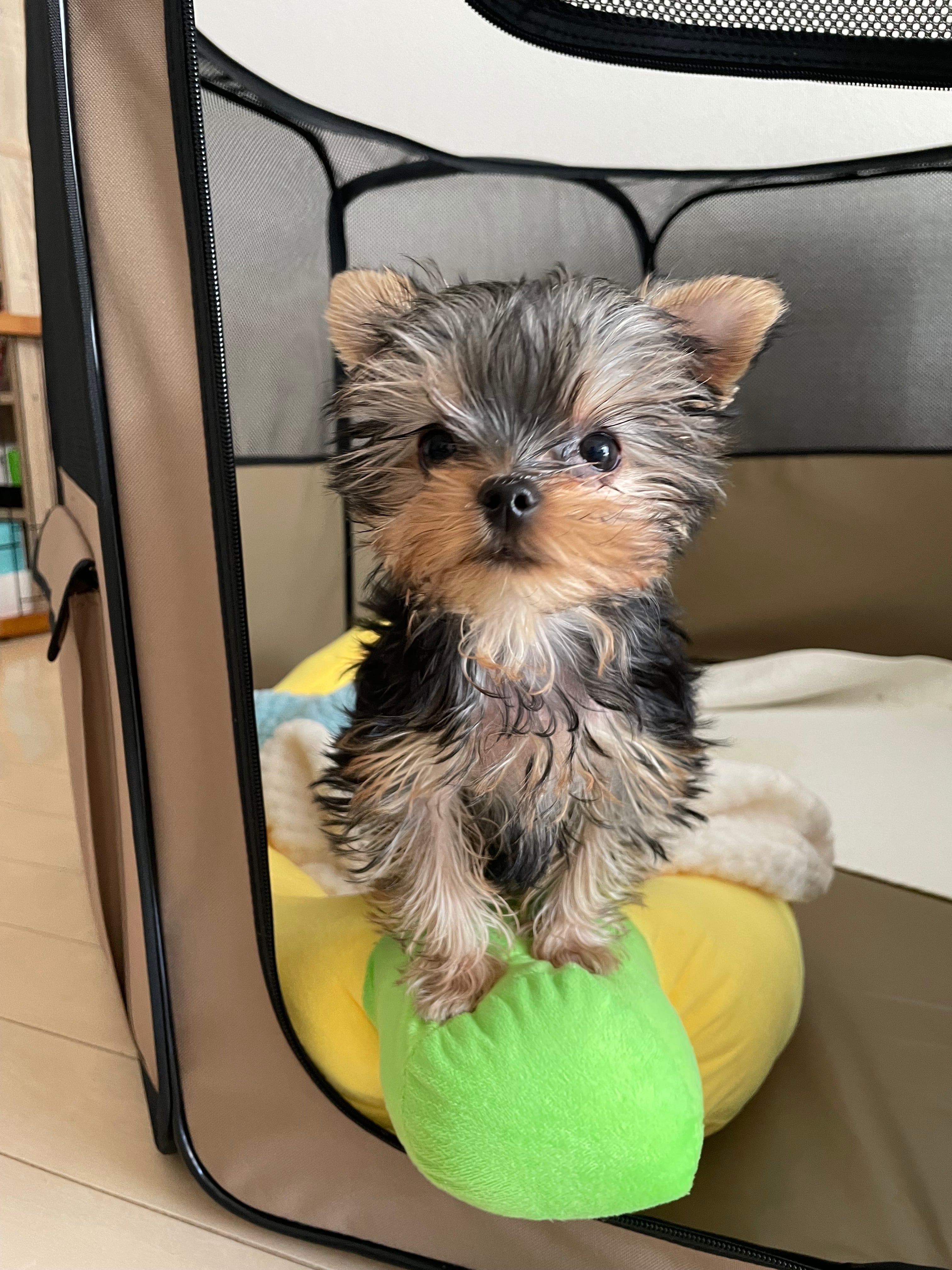 東桜あんどう愛犬用手作りごはん