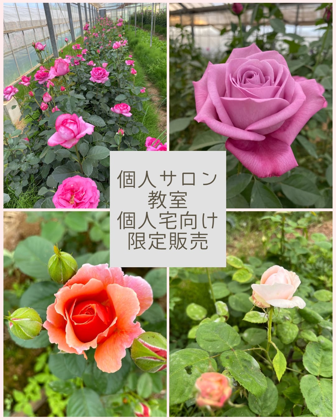 湘南エシカルローズ・かおるお野菜