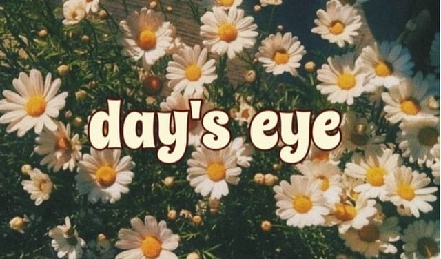 day's eye
