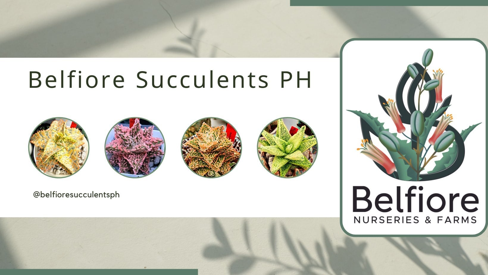 Belfiore Succulents PH ｜アロエハイブリッド ｜フィリピン
