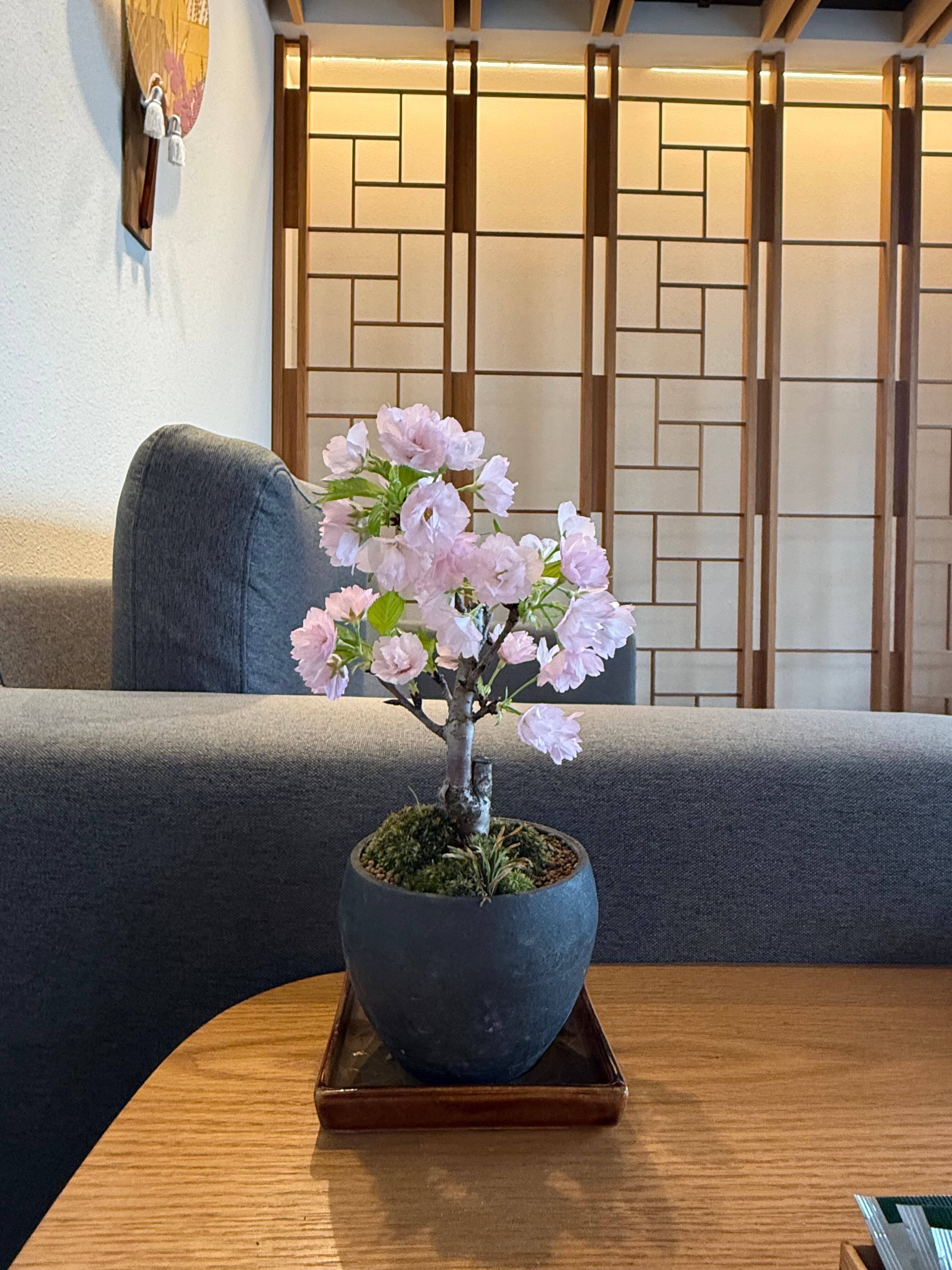 小の葉 -konoha-