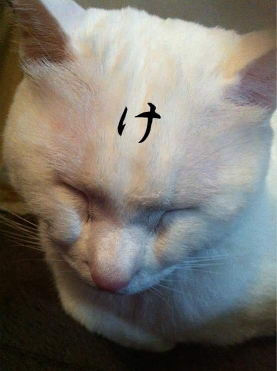 けだまや