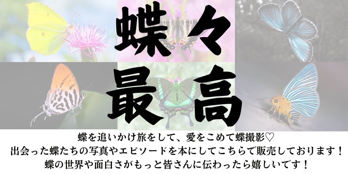愛を込めて蝶撮影