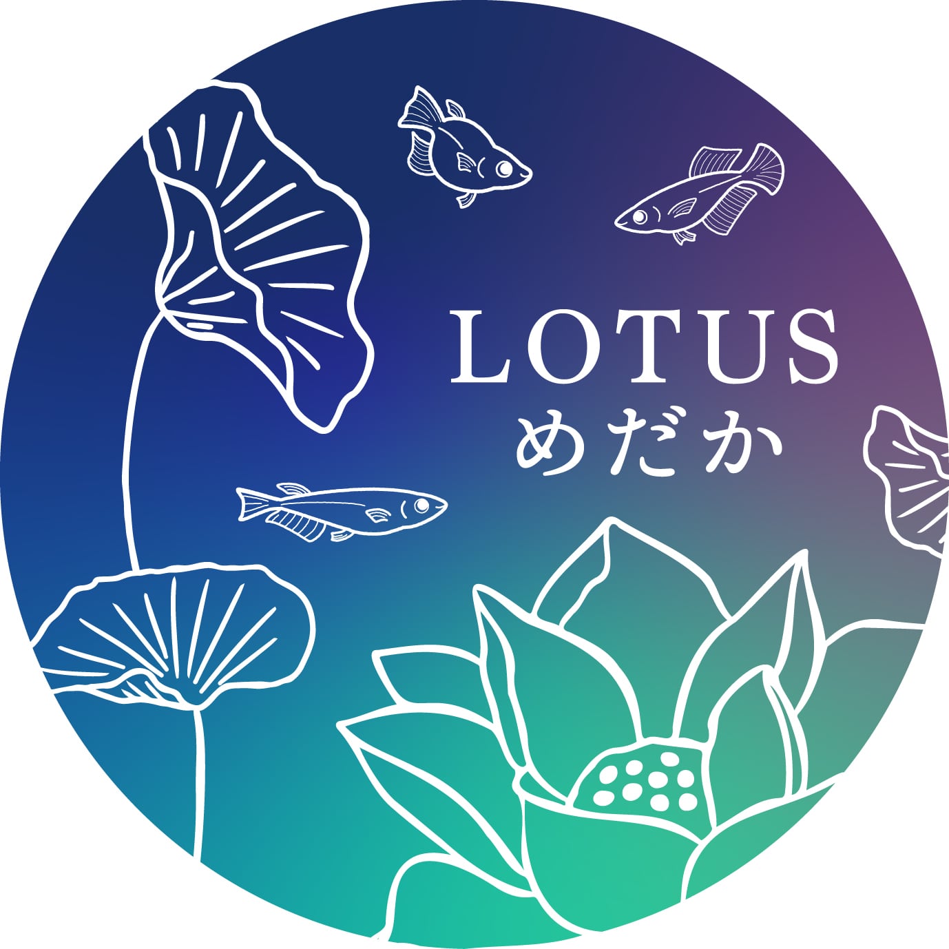 lotus_medaka 【ロータスめだか】