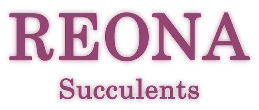 REONA Succulents