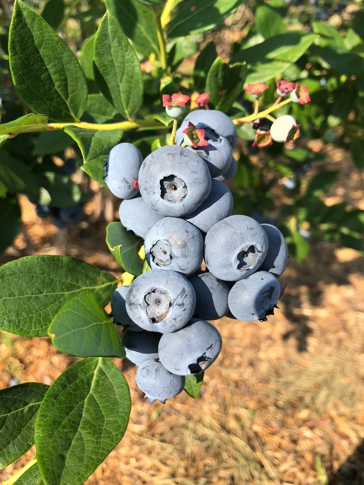 B.B唐沢園　blueberry farm