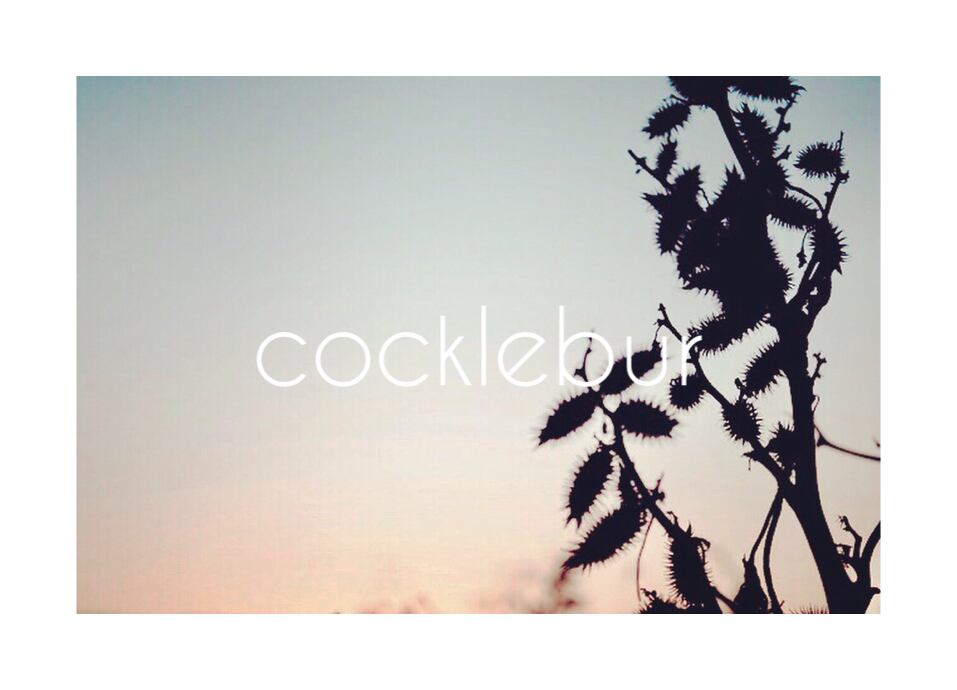 cocklebur
