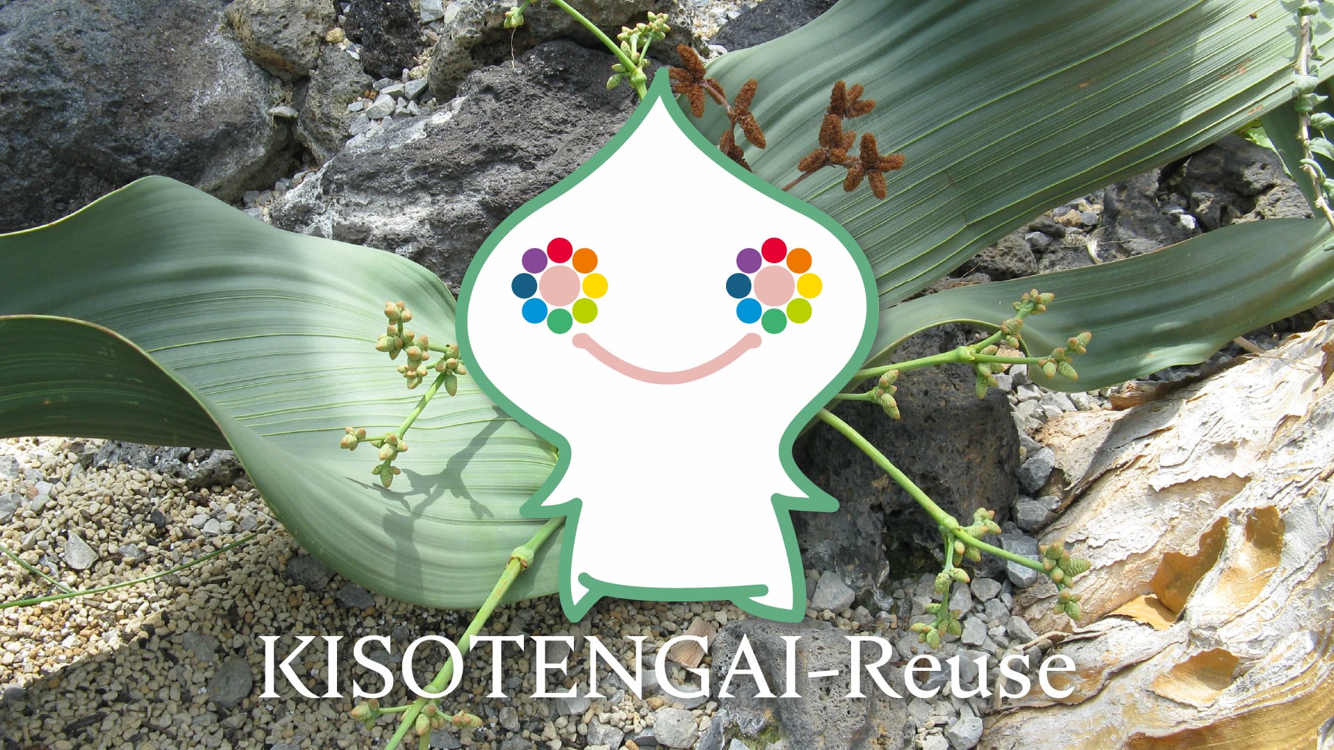 KISOTENGAI-Reuse
