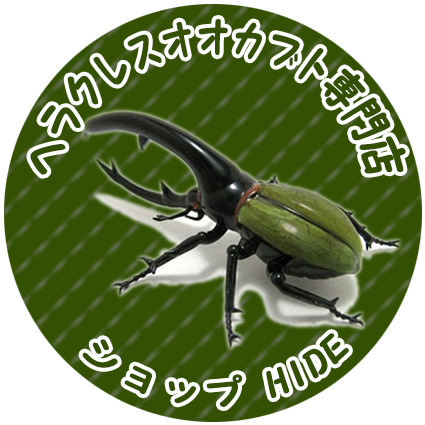 PSA10　ヘルクレスオオカブト　ダイヤモンドブルー PSA10 ヘルクレスオオカブト ダイヤモンドブルー PSA10 ヘルクレス