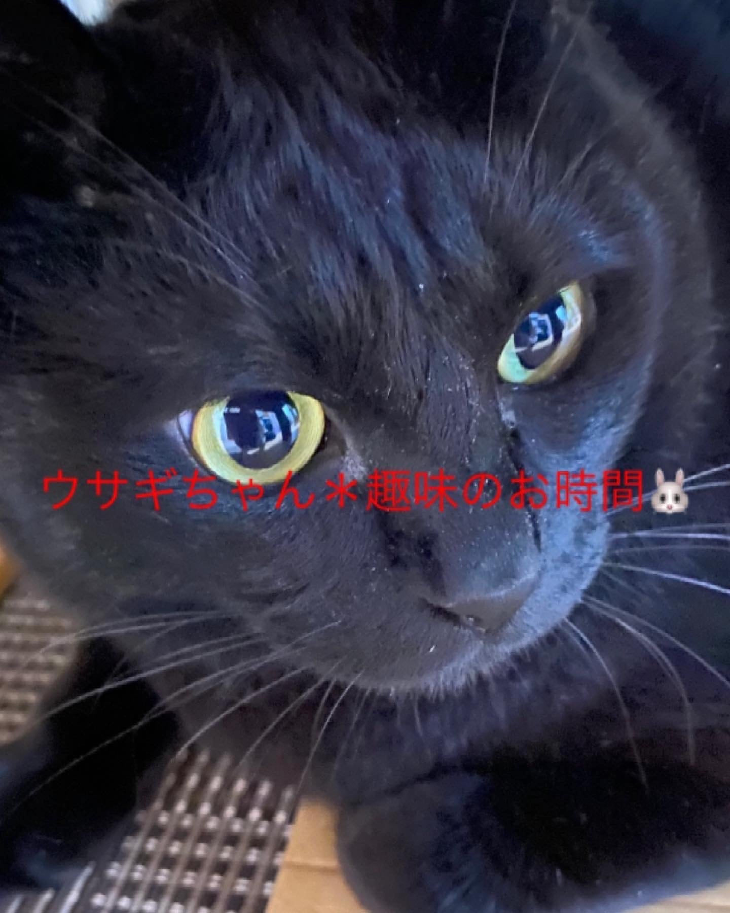 ウサギちゃん＊趣味のお時間